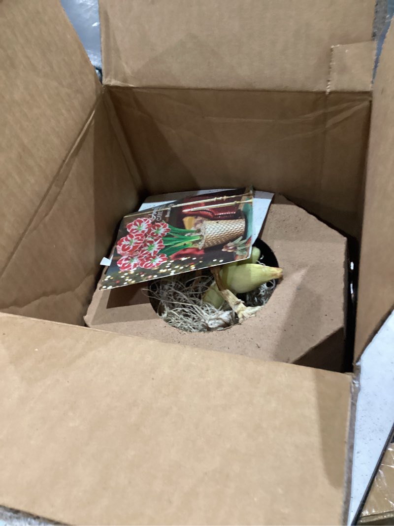 Condition photo showing As Is for BRECK'S - Alfresco White Flowering Amaryllis Bulb Gift Kit - One Dormant Bulb Pre-Planted in a Blue Metallic Decorative Planter