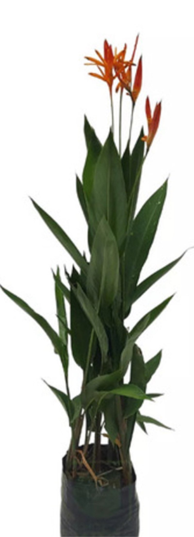 (2 pieces) Heliconia 120cm