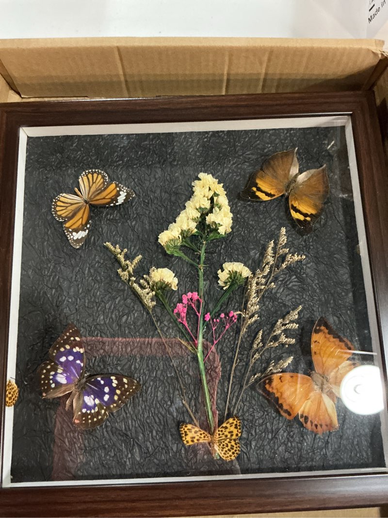 Condition photo showing New/Like New for real blue morpho menelaus butterfly rare tropical rain forest butterfly art preserved framed 9.1x11 inch handmade black wood frame , for gothic decor christmas halloween birthday gifts a-morpho menelaus