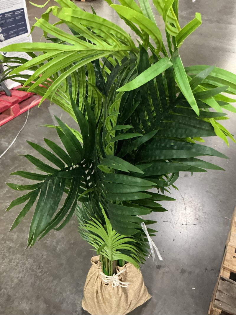 Condition photo showing Good Condition for potted areca palm plant, 6'