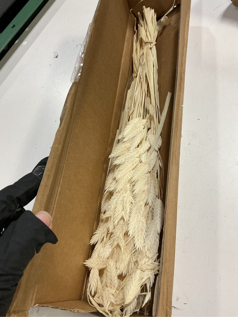 Condition photo showing Good Condition for Dried Grass Bundle, 20 Stems 15-17 Inch Natural Chasmanthium Flower Bouquet for Vase, DIY Floral Arrangements, Weddings Party Home Baby Shower Elegant Decor (White)