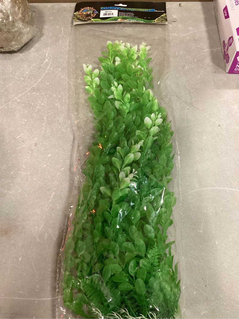 Condition photo showing New/Like New for Underwater Treasures White Tipped Cardamine - 24 AUT097654