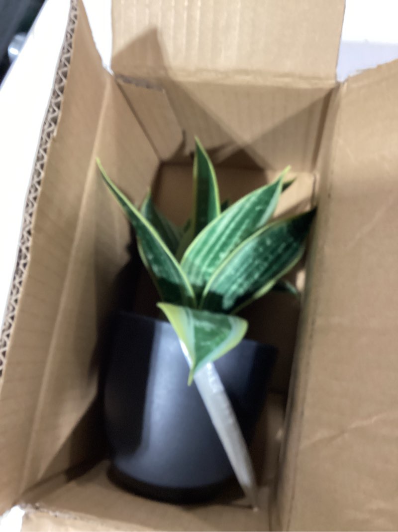 Condition photo showing Good Condition for Hollyone Artificial Snake Plants 9" Faux Agave Succulent Plant Potted in Black Pot Fake Sansevieria Aloe Tropical Plant for Desk Modern Office Home Bathroom Indoor Outdoor Decor Green #3-black Pot
