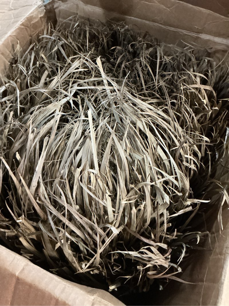 Condition photo showing As Is for amazulu mexican palm thatch roll 35" x 60ft — natural tiki bar & palapa roofing, duck blind grass, patio cover — hand-woven real straw, 175 sq ft coverage — eco-friendly, trim to size 35 inch × 60 feet