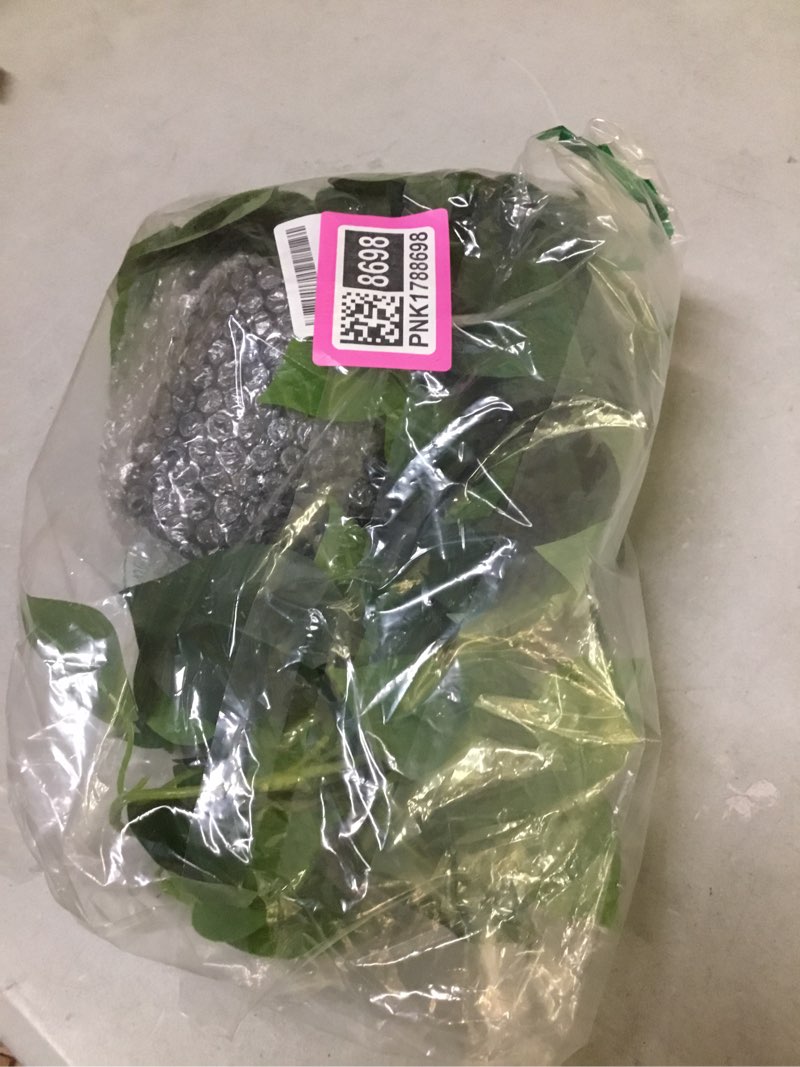 Condition photo showing As Is for alyptus fake pothos hanging plants – 33" set of 2 faux ivy vines with pots realistic silk devil’s ivy for indoor décor low maintenance artificial house plants for home bathroom or office - green green pothos