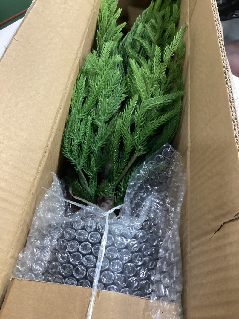 Condition photo showing Good Condition for Nearly Natural 2ft. Norfolk Island Pine Natural Look Artificial Tree in Decorative Planter