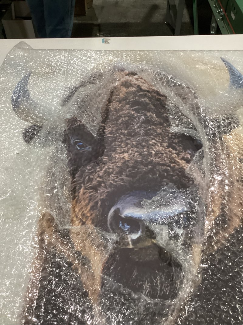 Condition photo showing New/Like New for Stupell Industries American Bison Photography Canvas Wall Art Design by Lena Owens 24"L x 24"W