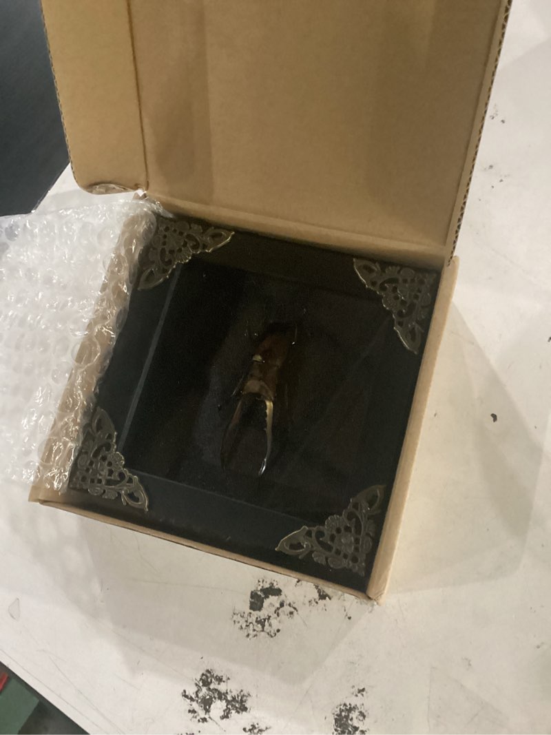 Condition photo showing Good Condition for real cyclommatus metallifer stag beetle framed bug shadow box taxidermy gifts specimen display entomology oddity tabletop gothic wall hanging home decor k12-84-kinh stag beetle #84 glass frame