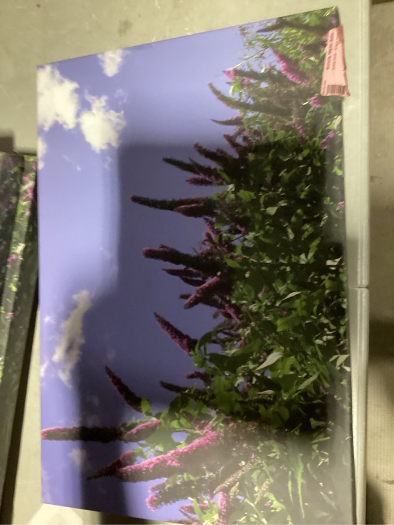 Buddlela david II 
