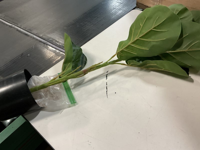 Condition photo showing Good Condition for Red Jackfruit Plant