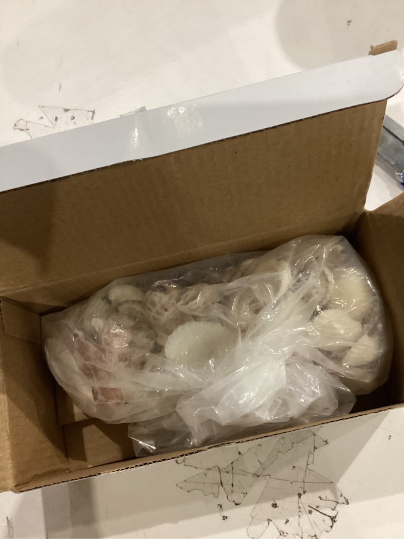 Condition photo showing Good Condition for Super Z Outlet Mixed Ocean Beach Fairy Garden Assorted Seashells Marine Life for Decorations, Arts & Crafts, Party Favors Collection (Approx. 50 Pieces)