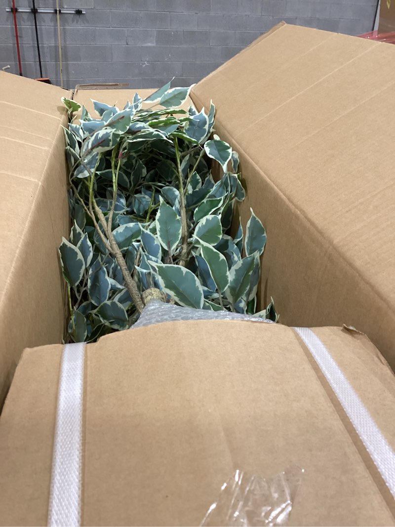 Condition photo showing Good Condition for Artificial silk tree