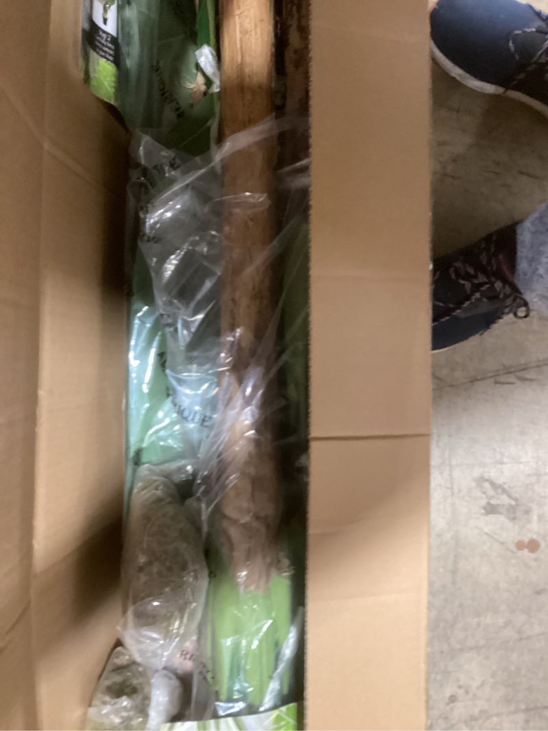 Condition photo showing New/Like New for AMERIQUE AM0912FC6FTPK2 Gorgeous Ficus Trees Artificial Silk Plant, 6', Emerald Green, 2