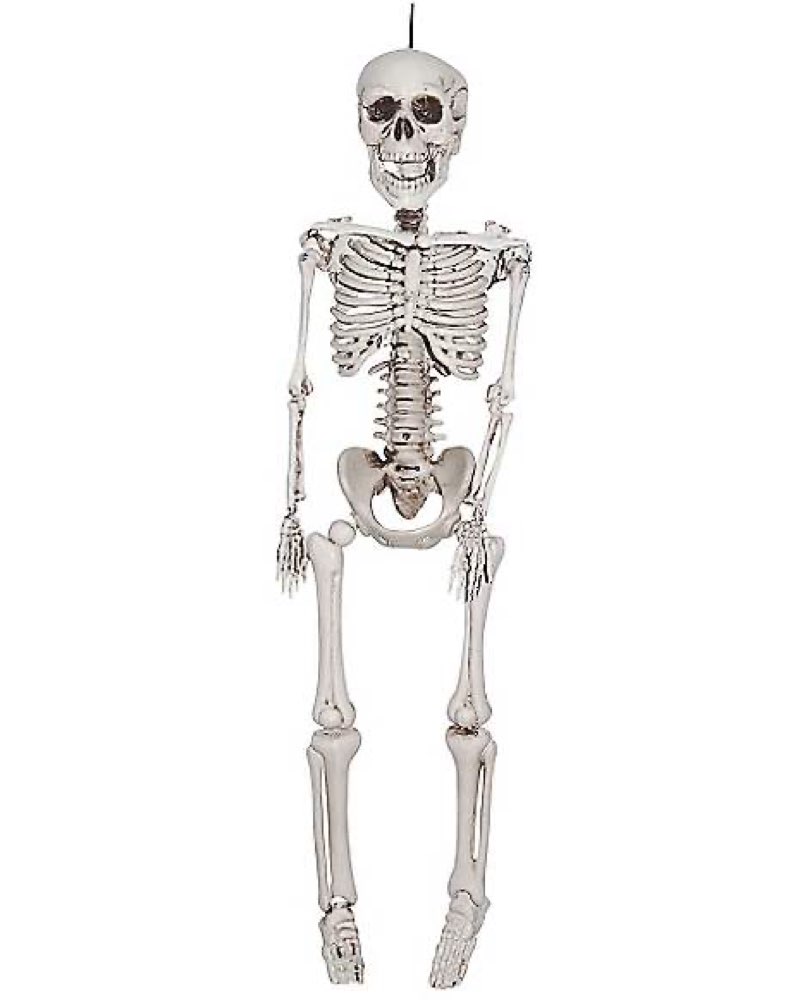 Full sized White plastic skeleton