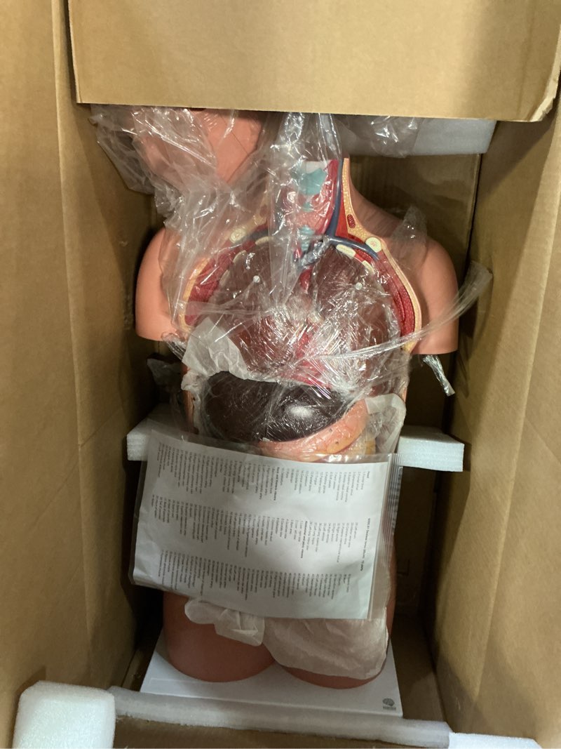 Condition photo showing Good Condition for EVOTECH SCIENTIFIC Deluxe Human Body Anatomical Model, 34.5 inch 12 Pcs Removable Human Torso Anatomy Model with Heart Head Skull Brain Liver Lungs for Medical Student, Lab & Classroom Use