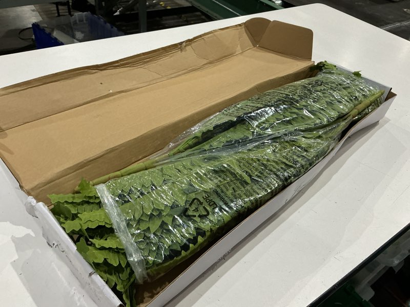 Condition photo showing Good Condition for forest prince 35" fake ferns artificial bush plants for outdoors, 2-pack | uv-resistant, large artificial boston ferns, 39 fronds each, zero maintenance, pet friendly, outdoors home décor 35" 2 pcs