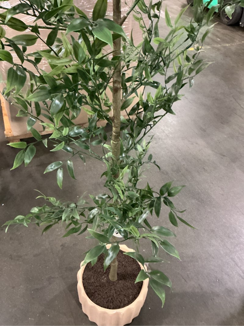 Condition photo showing As Is for oliveira faux olive tree ( similar) 