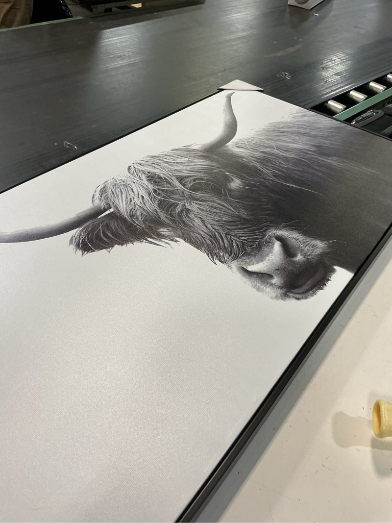Condition photo showing Good Condition for 47" x 24" highland cow framed canvas - threshold™: modern wall art, animal digital print, polystyrene frame