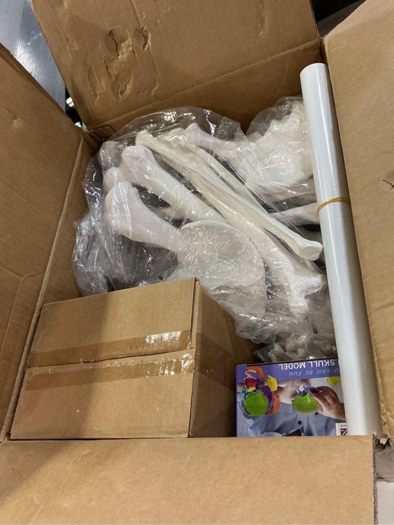 Condition photo showing Good Condition for Evotech Disarticulated Human Skeleton Model for Anatomy 67'' Full Size Skeleton Model W/Half Size15Pcs Exploded Skull, Skull, Spine, Bones, Articulated Hand Foot, for Anatomy Medical Learning