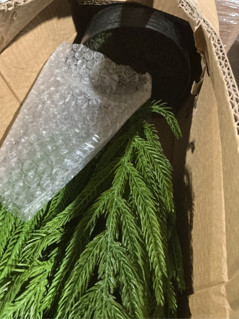 Condition photo showing As Is for Nearly Natural 2ft. Norfolk Island Pine Natural Look Artificial Tree in Decorative Planter