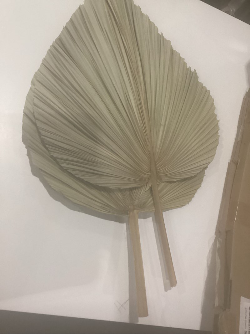 Condition photo showing Good Condition for 23" h x 15" w giant tropical dried palm leaves, large palm fan leaves for wedding home decor, set of 2