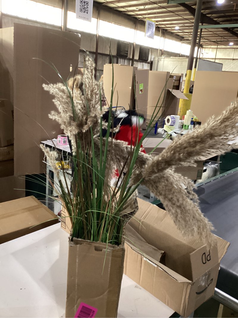 Condition photo showing Good Condition for Dried pampas grass