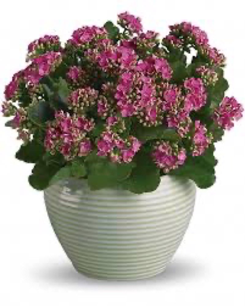 Ridley pot planter