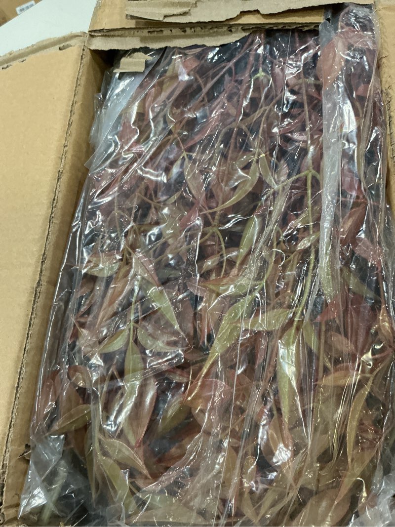 Condition photo showing New/Like New for faux bamboo plant artificial nandina tree 6.5ft artificial plants realistic 90% better coverage faux plant bamboo plants faux floor plant in pot for home & office decor (red, 6.5ft) red 6ft 6in