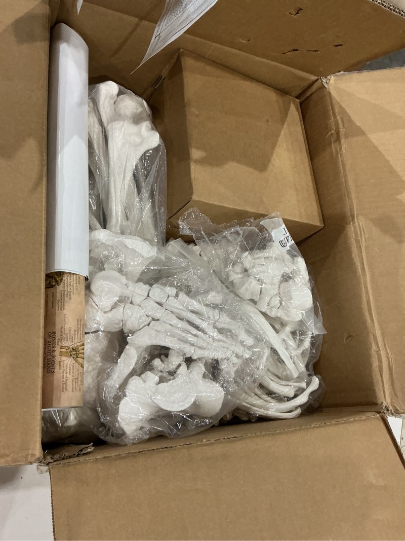 Condition photo showing Good Condition for evotech disarticulated human skeleton model for anatomy 67 inch high, full size skeleton models with skull, spine, bones, articulated hand & foot, for anatomy medical learning