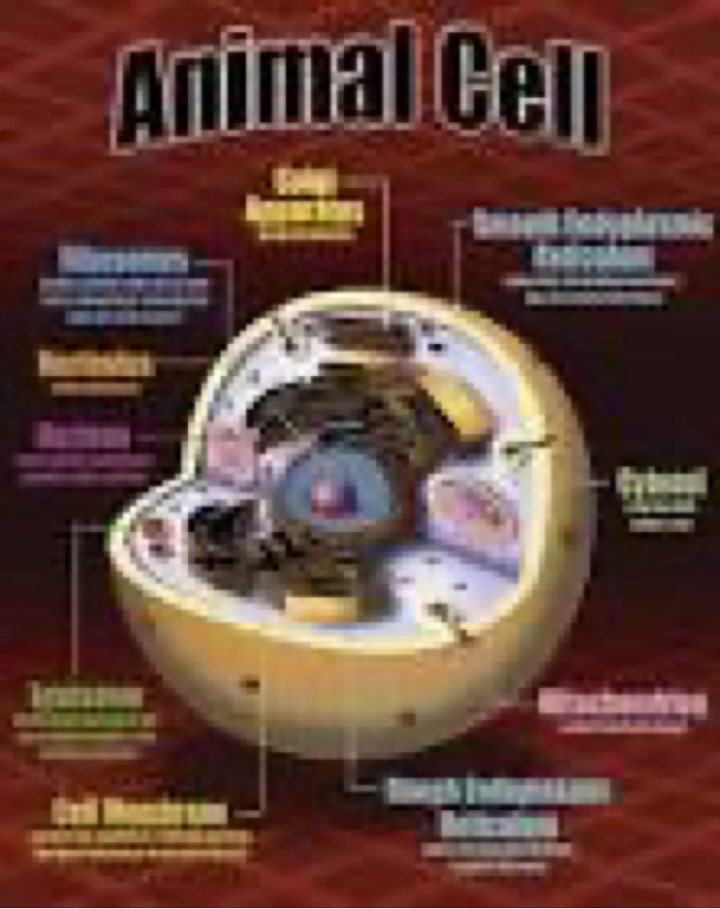 mcdonald publishing life science poster set (p077)((3 pc))