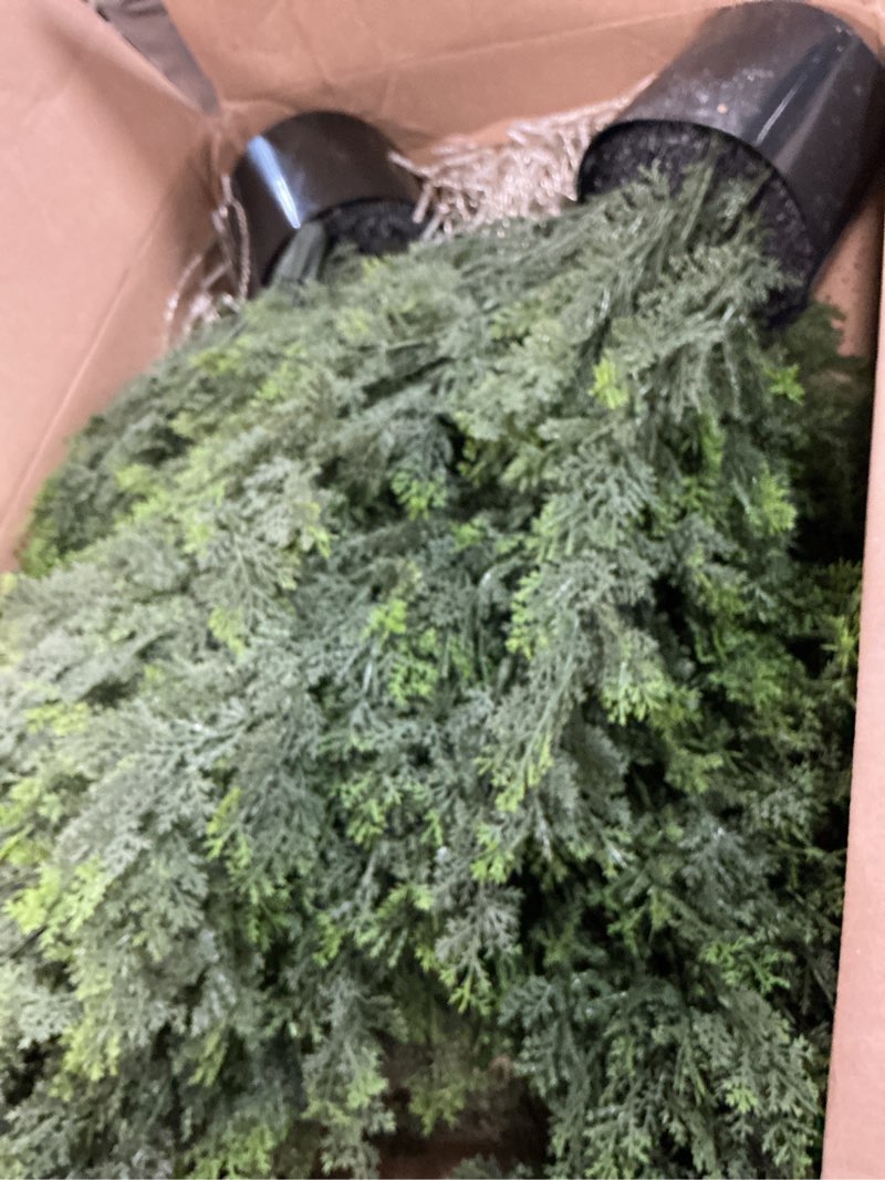 Condition photo showing As Is for 2FT Artificial Norfolk Pine Christmas Tree Set of 2, Fake Potted Topiary Tree UV Resistant, Faux Evergreen Plants for Indoor, Outdoor, Home, Office, Front Door, Porch