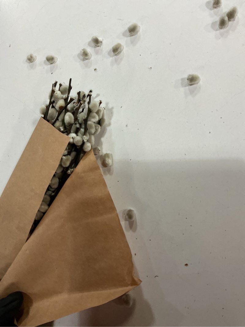 Condition photo showing As Is for 20pcs real dried pussywillow branches tall 27 inches natural decorative branches with white buds long birch stems for vase spring easter home decor