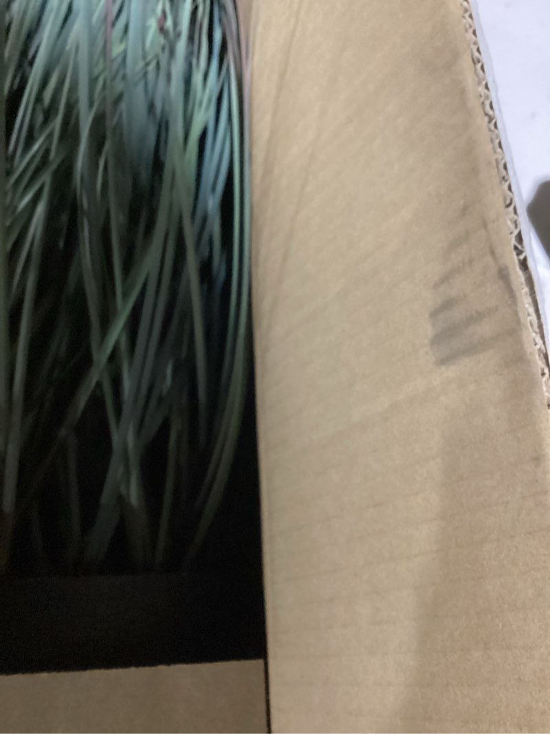 Condition photo showing Good Condition for (similar to) florafairy 3ft onion grass, extra lush artificial plant and greenery, fake floor plants indoor outdoor, potted faux green bristlegrass with yellow spikes, horsetail reed grass, house decorative 3ft - 1pack yellow-36in