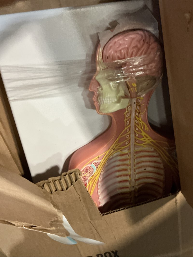 Condition photo showing Good Condition for qzzxoq human nervous system model, central nervous system half life size model with detachable brain spinal peripheral spine nerves display demo for students nursing medical studies