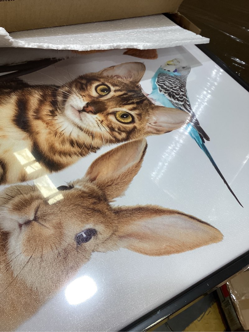 Condition photo showing New/Like New for iknow foto modern animal wall art framed canvas dog cat rabbit mouse birds giclee print black floater frame ready to hang for vet clinic pet shop dog groomers salon 20x36 inches