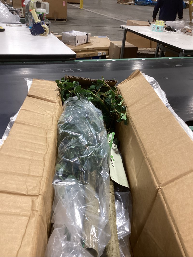 Condition photo showing Good Condition for Black Olive Tree 7ft - Faux Black Olive Tree with Natural Trunk and Realistic Leaves - Artificial Shady Lady Tree for Modern Home Office House Living Room Decor