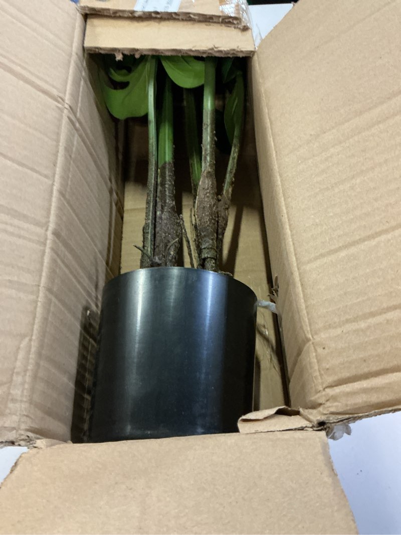 Condition photo showing Good Condition for hollyone artificial monstera deliciosa plant 3ft tall fake tropical palm plants trees faux monstera indoor swiss cheese plants for indoor outdoor home office garden living room decoration, 1 pack 3ft monstera plant-1 pcs 1ft 1in