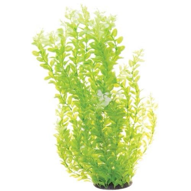 Underwater Treasures Cardamine Fish Plant, White, 16-in