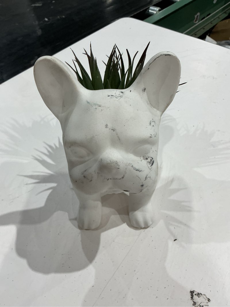 Condition photo showing As Is for origin 21 8-in matte indoor/outdoor agave artificial plant