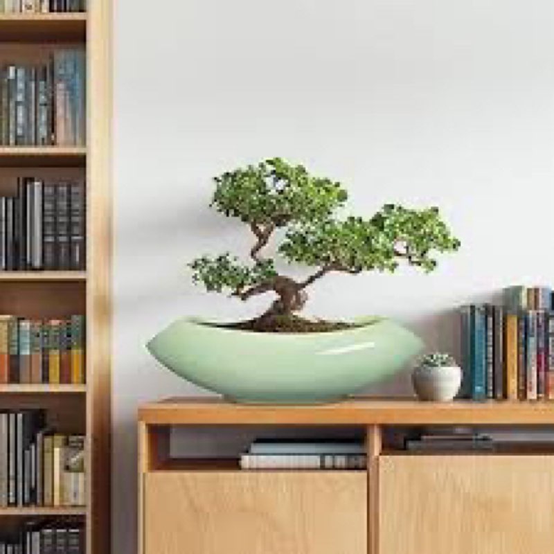 (similar to stock photo )Teagas Bonsal pot 18inches 