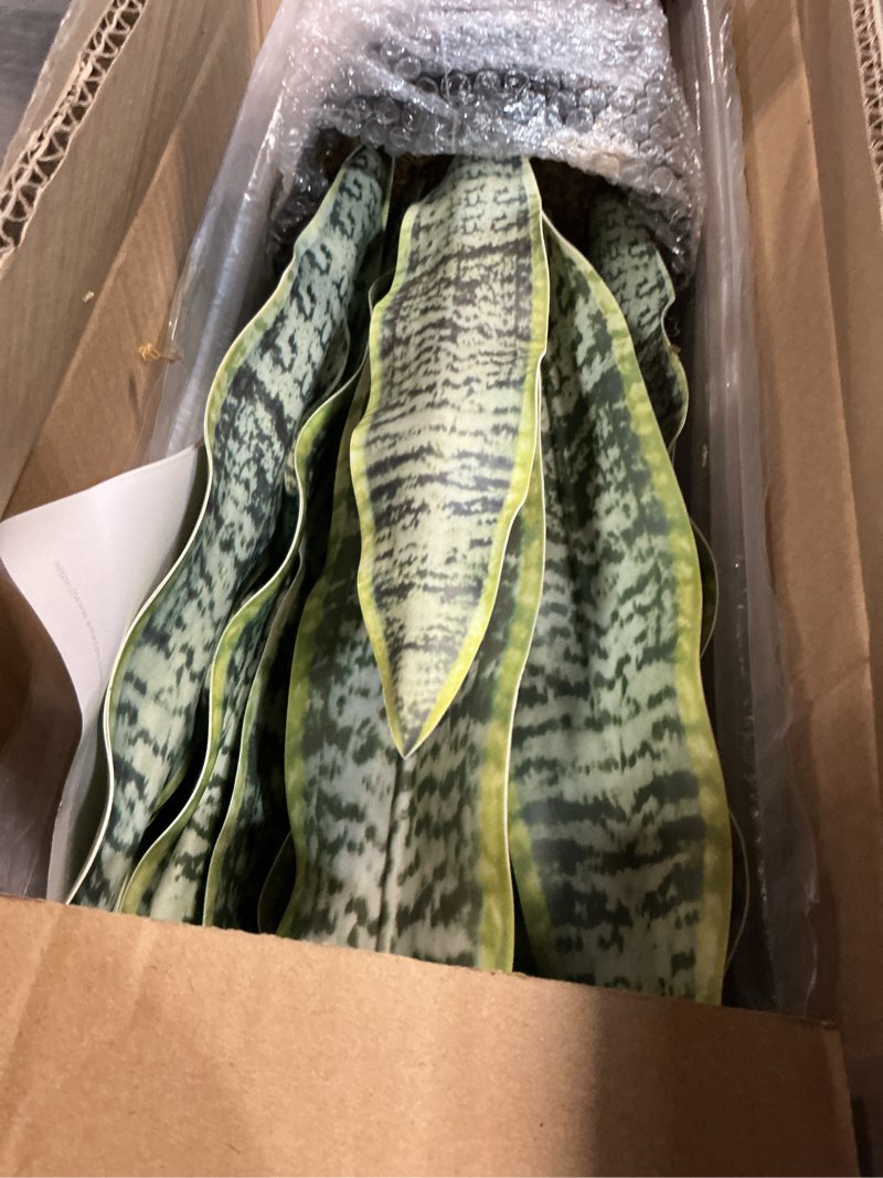 Condition photo showing Good Condition for artificial snake plant 32inches fake sansevieria, perfect faux plants for home, garden,office, decoration