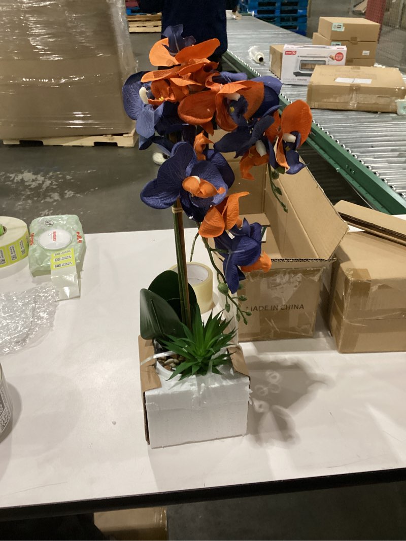 Aburn orchid with white cement pot