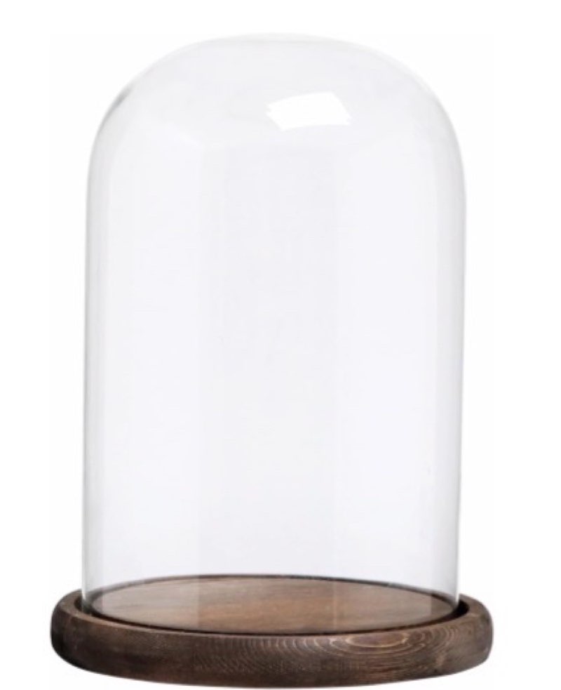 Plymor 8" x 12" Glass Display Dome Cloche (Walnut Veneer Base)