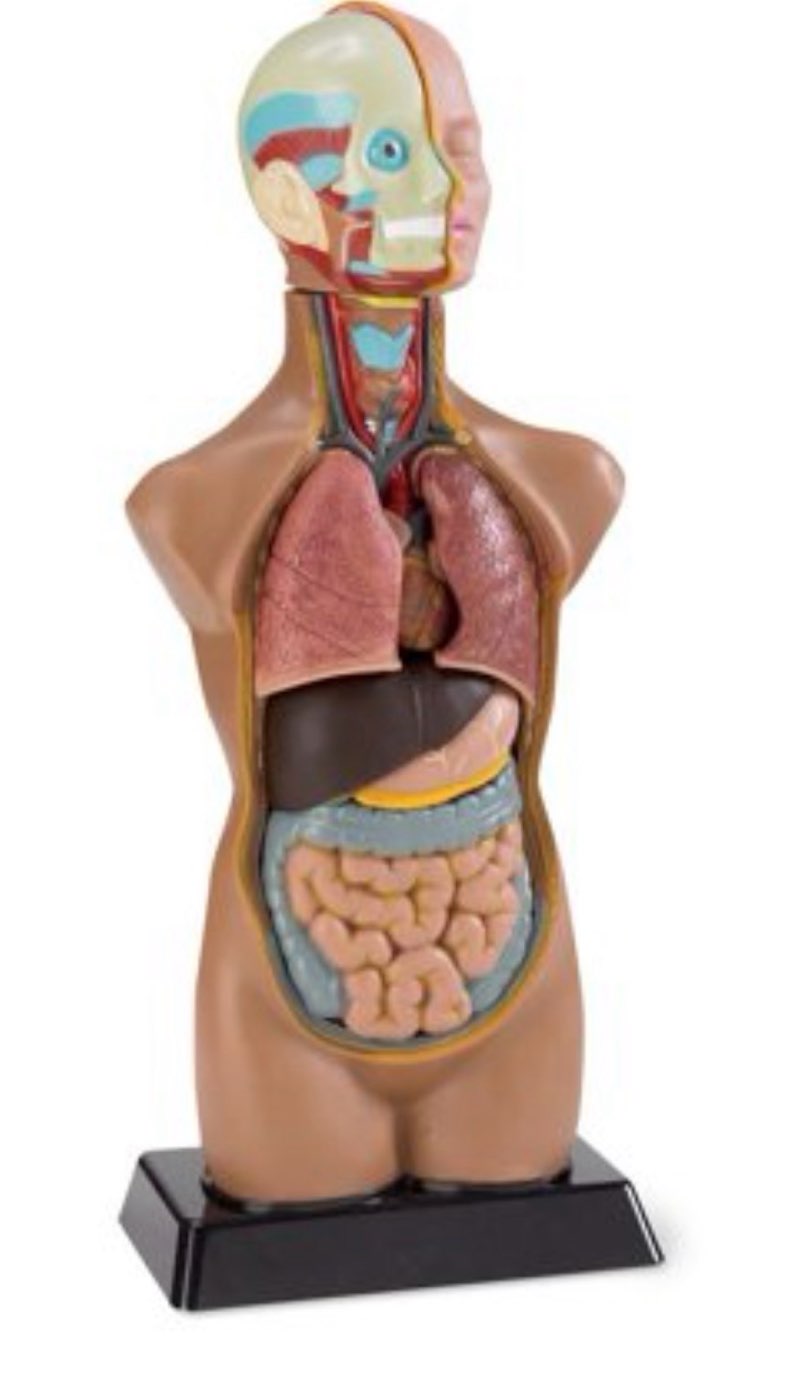 walter products 19' tabletop human torso model