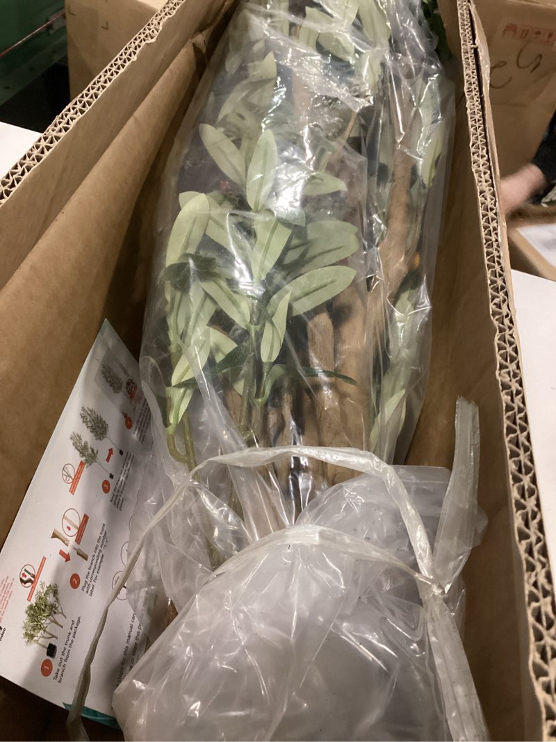 Condition photo showing New/Like New for Bellacat Faux Olive Tree 7ft?Olive Trees Artificial Indoor with Natural Wood Trunk and Realistic Leaves and Fruits. 7 Feet(84in) Fake Olive Tree for Home House Office Décor. 1 7ft