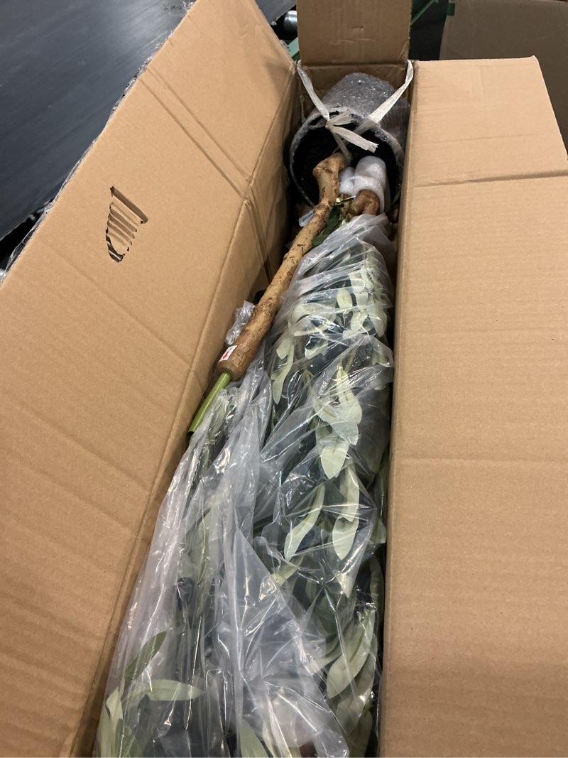 Condition photo showing Good Condition for bellacat faux olive tree 6ft?olive trees artificial indoor with natural wood trunk and realistic leaves and fruits. 6 feet(72in) fake olive tree for home house office décor. 1 6ft