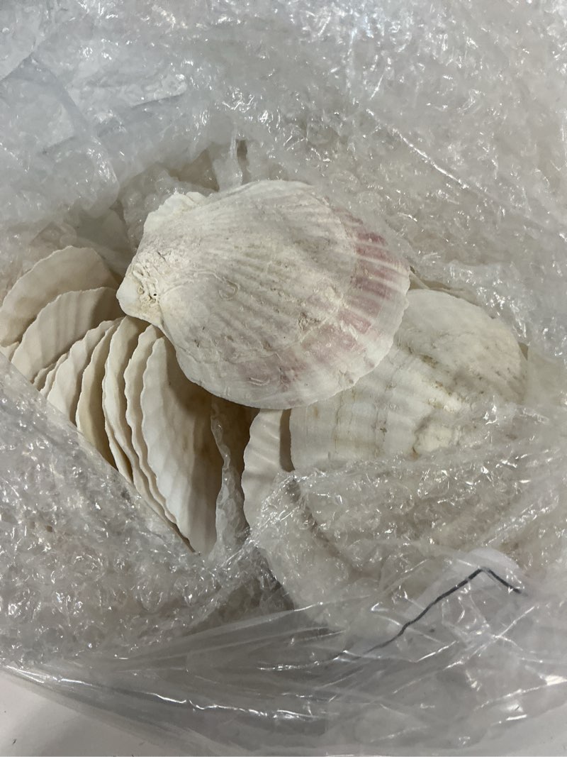 Condition photo showing Good Condition for 60pcs large scallop shells for crafts 4-5 inch clam shells for decoupage beach natural white seashells bulk from sea beach for diy crafts decorating painting crafting home wedding decor