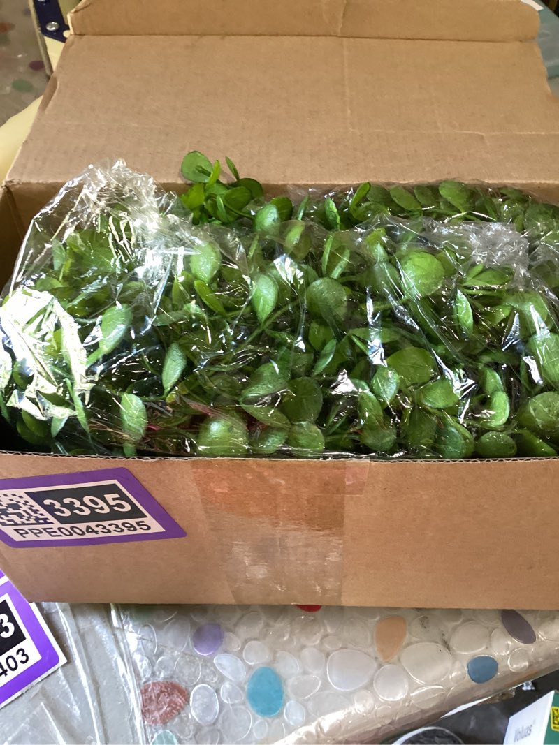 Condition photo showing New/Like New for dallisten 10 pcs artificial succulents hanging plants, fake string of pearls greenery plants, decoration for wall home backdrop garden windows balcony indoor and outdoor (10pcs green)