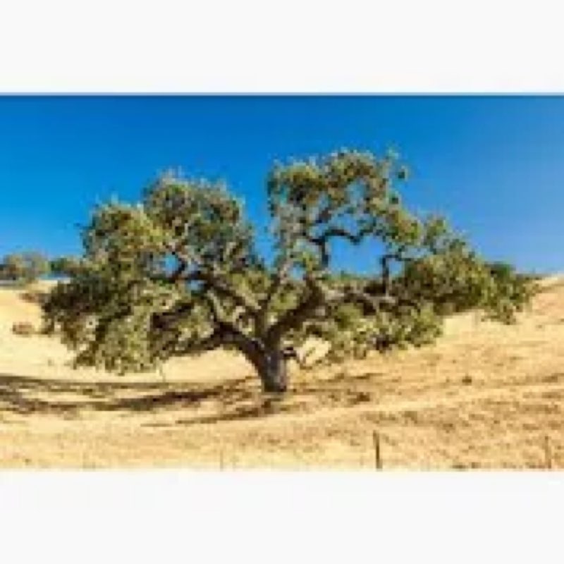 California Live Oak - Wrapped Canvas Photograph
