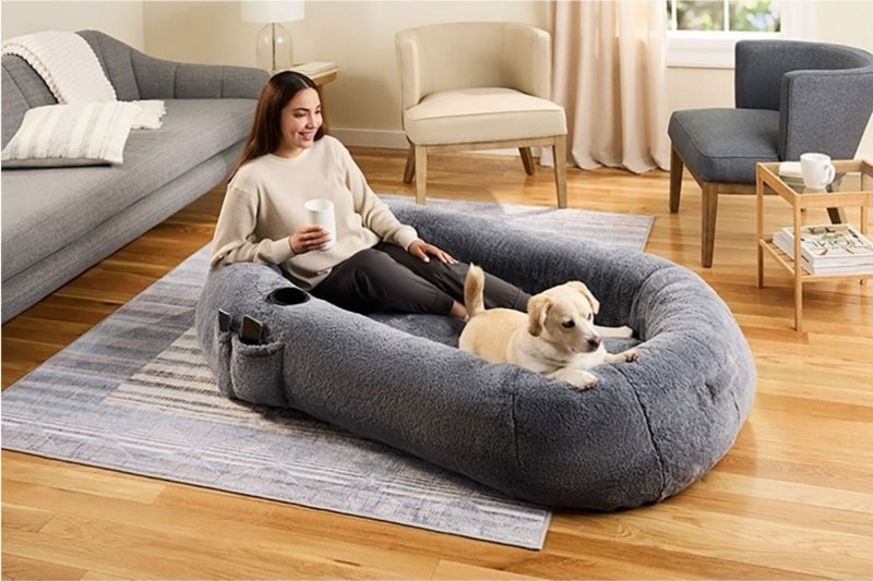 Grey chi nuggle human dog bed